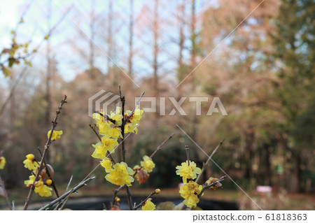 Waume forest 61818363