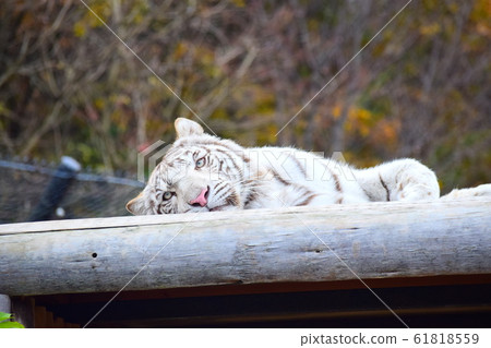 White Tiger   61818559