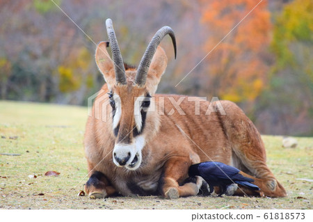 貸款羚羊 61818573