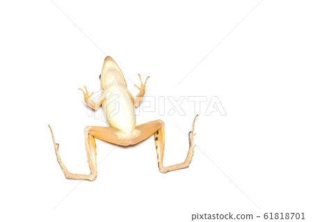 Frogs die. A beautiful common green water frog. 61818701