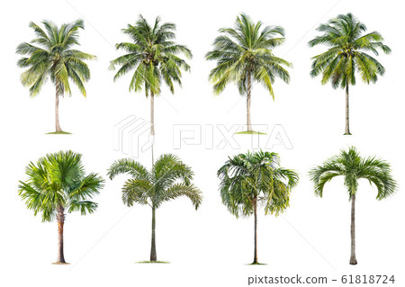 Coconut and palm trees Isolated tree on white 61818724