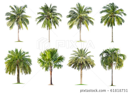 Coconut and palm trees Isolated tree on white 61818731