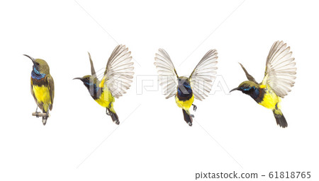 Beautiful flying Bird (Olive-backed Sunbird) Beautiful flying Bird (Olive-backed Sunbird) 61818765