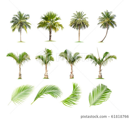 Coconut and palm trees, Palm leaf Isolated tree on 61818766
