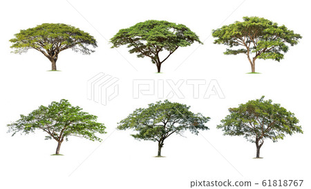Monkey Pod, [Samanea saman] Tree isolated on white 61818767