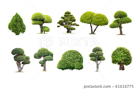 Tako trees bending. Isolated tree on white 61818775