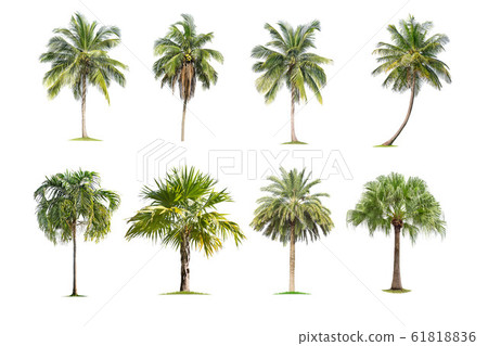 Coconut and palm trees Isolated tree on white 61818836