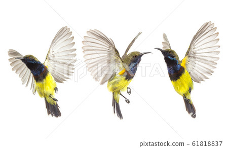 Beautiful flying Bird (Olive-backed Sunbird) Beautiful flying Bird (Olive-backed Sunbird) 61818837
