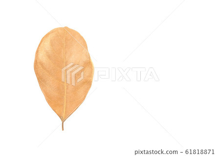 Dry leaf isolated on White Background. 61818871