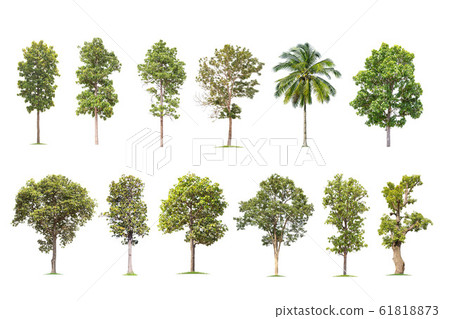 isolated big tree on White Background. The isolated big tree on White Background. The 61818873