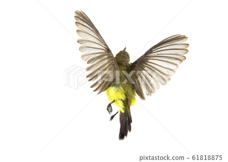 Olive-backed sunbird who are spreading their wings Olive-backed sunbird who are spreading their wings 61818875
