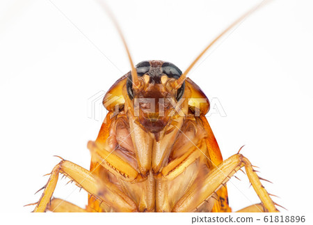 action image of Cockroaches, 61818896