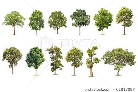 Isolated big tree on white background ,The Isolated big tree on white background ,The 61818897