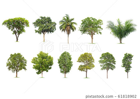 isolated big tree on White Background. The isolated big tree on White Background. The 61818902