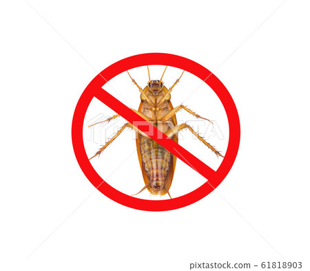 Images of cockroaches with red banned marks, Images of cockroaches with red banned marks, 61818903