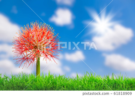 Beautiful red flowers of Blood flower, Powder puff Beautiful red flowers of Blood flower, Powder puff 61818909