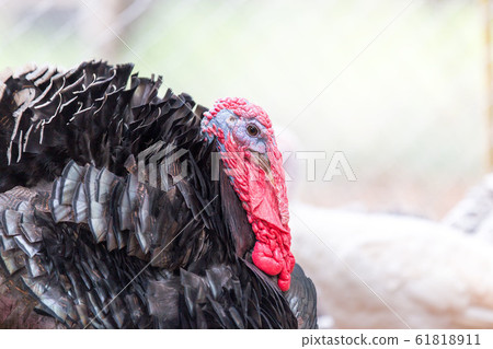 turkey on a natural background. turkey on a natural background. 61818911