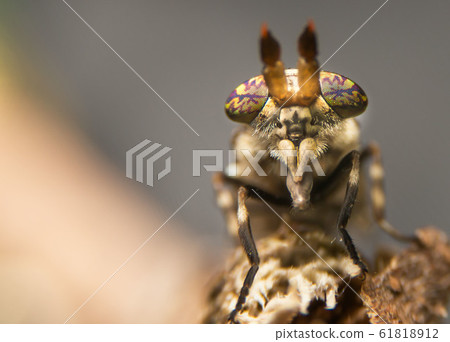 insect macro shot in wild. Close up detail of eye insect macro shot in wild. Close up detail of eye 61818912