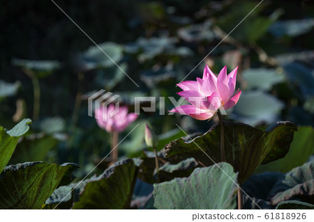 Lotus Flower.Background is the lotus leaf and Lotus Flower.Background is the lotus leaf and 61818926