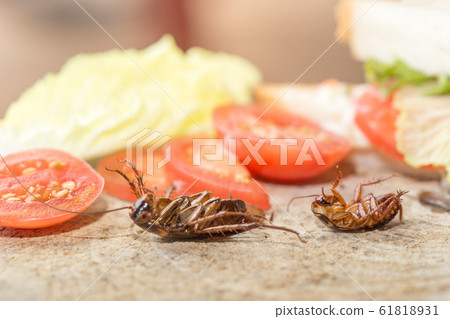 Dead cockroach, The problem in the house because 61818931