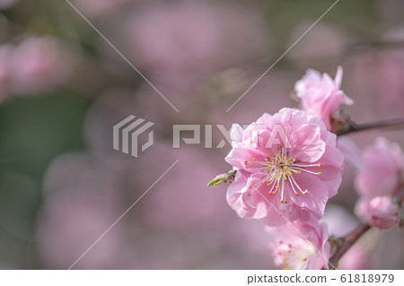 花桃 花桃 61818979