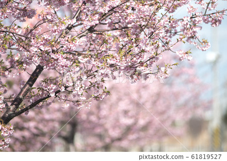 早春是櫻花 61819527