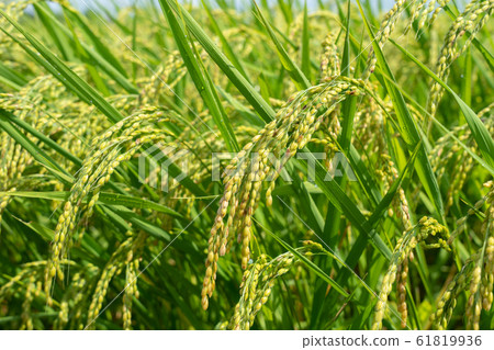 Rice Inaho (August) Wet rice Rice Inaho (August) Wet rice 61819936