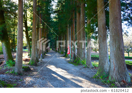 Tateyama Temple approach road row of Tsuga Tateyama Temple approach road row of Tsuga 61820412