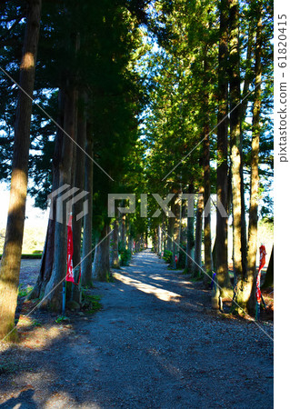 Tateyama Temple approach road row of Tsuga Tateyama Temple approach road row of Tsuga 61820415