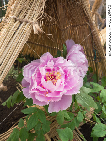 Winter button Winter button 61820473