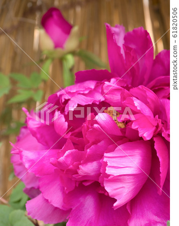 Winter button 61820506