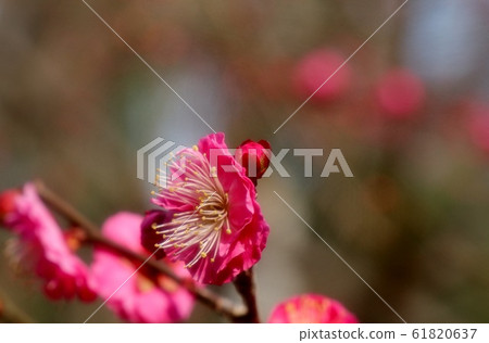 梅花:紅梅:山田ike Bairin 梅花:紅梅:山田ike Bairin 61820637