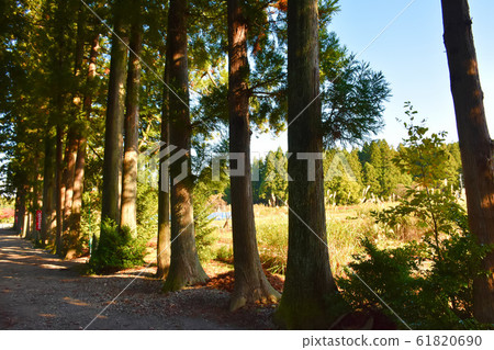 Tateyama Temple approach road row of toga Tateyama Temple approach road row of toga 61820690