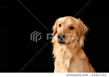 Golden retriever Golden retriever 61821152