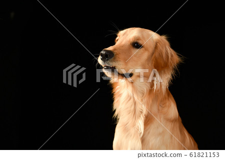 Golden retriever Golden retriever 61821153