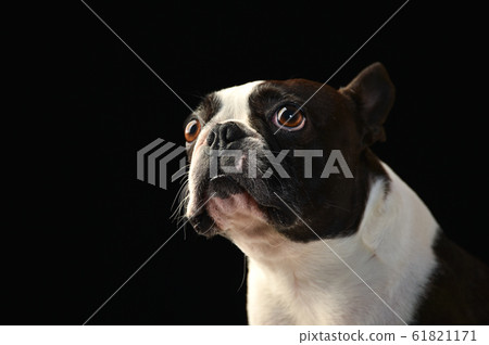 Boston Terrier 61821171