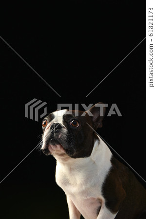 Boston Terrier 61821173