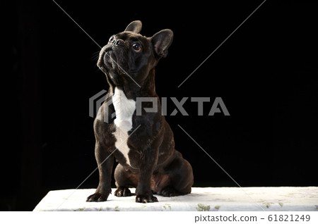 French bulldog simple studio portrait 61821249