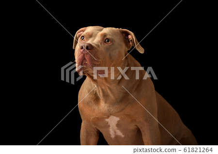 鬥牛 鬥牛 61821264