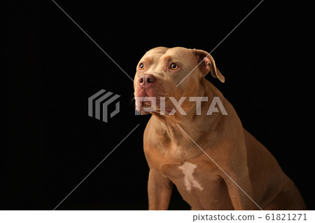 Pitbull Pitbull 61821271