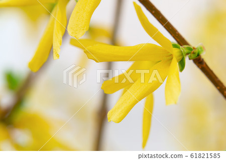 Forsythia yellow ornamental shrub flowers close up, spring background, selective focus 61821585