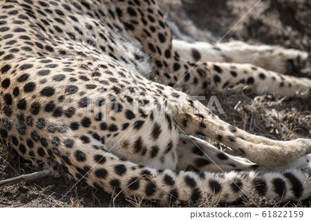 獵豹圖案 61822159