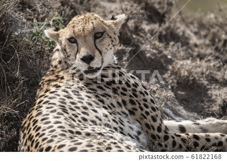 Cheetah Cheetah 61822168
