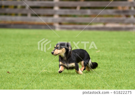 Miniature dachshund playing in a dog run 61822275