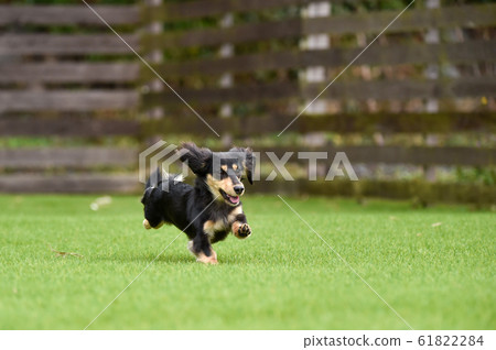 Miniature dachshund playing in a dog run Miniature dachshund playing in a dog run 61822284