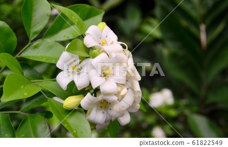 Orange jessamine flower blossom at tree Orange jessamine flower blossom at tree 61822549