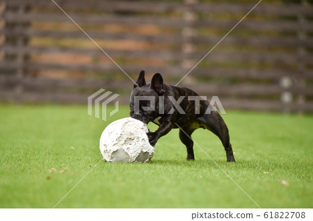 法國鬥牛犬玩狗跑 61822708