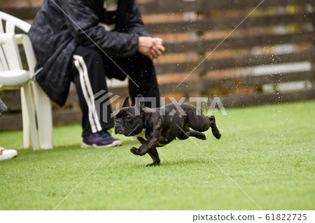法國鬥牛犬玩狗跑 法國鬥牛犬玩狗跑 61822725