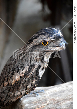 Australia Gamaguchi Yotaka 61822950