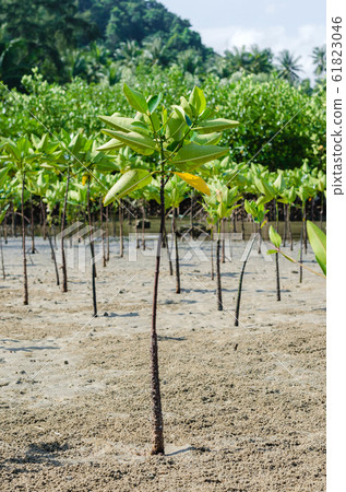The Mangrove Tree (botanical name is Rhizophora Mangle) at Sea Shore. 61823046
